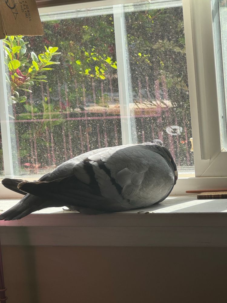 A pigeon in the sun on the windowsill being unusually flat 