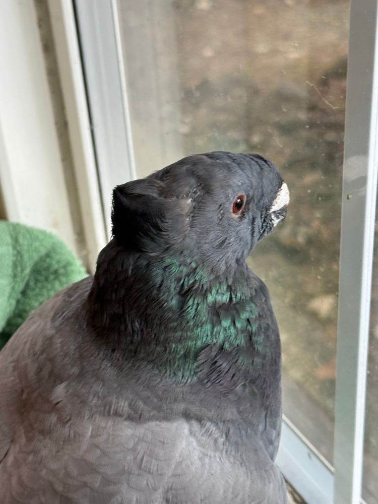 A pigeon with a few bald / spiky spots where she’s molted half of her face feathers off over the course of two days. They looked like little bugs when they came off, tiny face feathers are weird. 