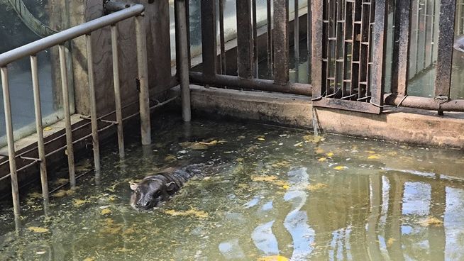 Moo deng swimming and wiggling her ears