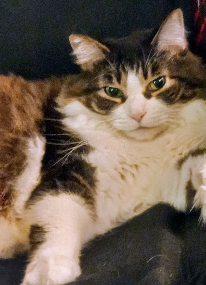 Beautiful Belle and I wish you a happy Caturday!