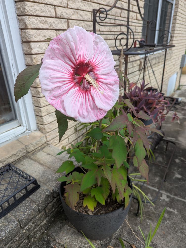 A potted native hibiscus (rose mallow) with a large pink flower almost a foot in diameter