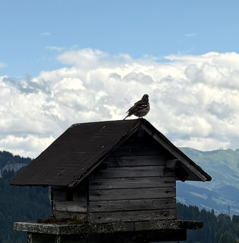 Fink auf Vogelhaus, dahinter Wolken über Bergen