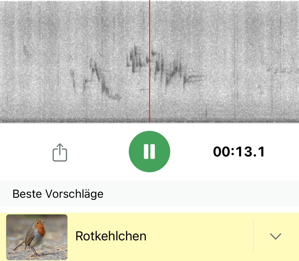 Screenshot der App Merlinbirds beim Gesang eines Rotkehlchens