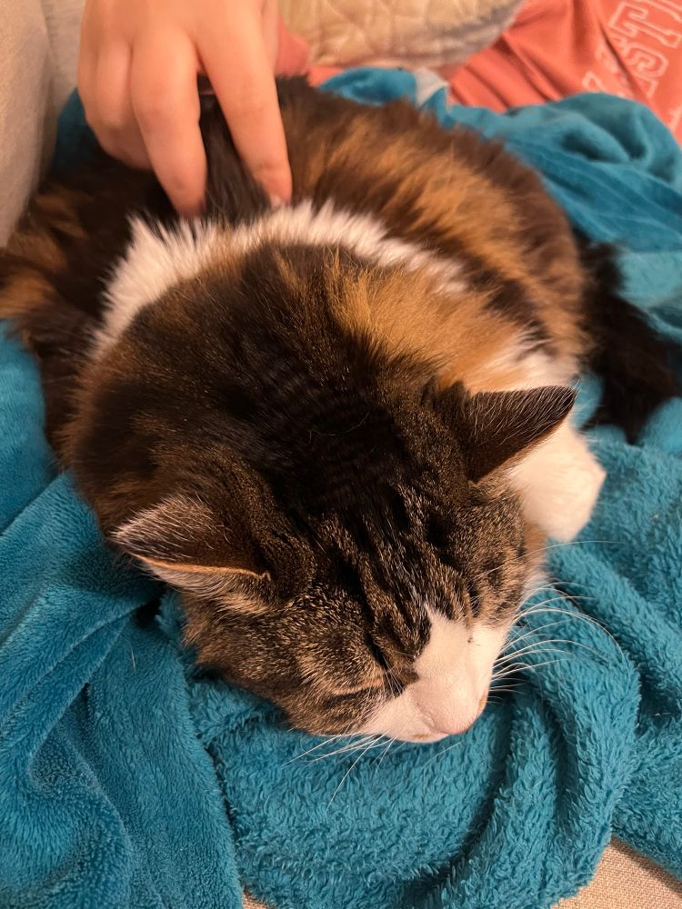 My cat Katie sleeping on a blanket