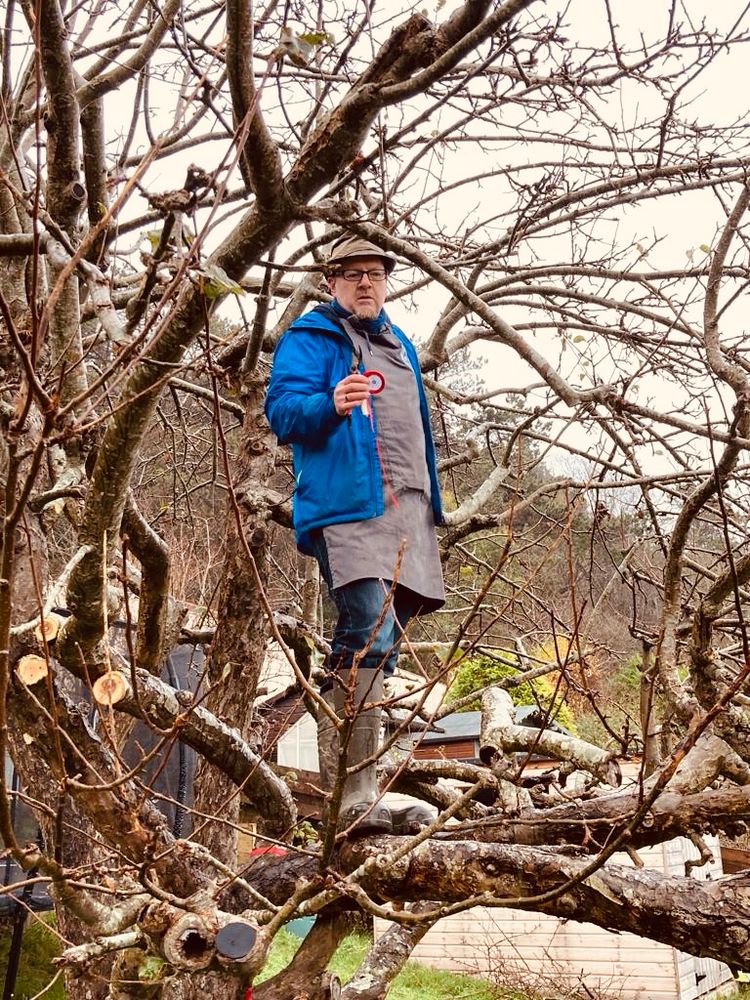 Man standing within the canopy of an old apple tree in winter labelling larger branches with red ribbon.