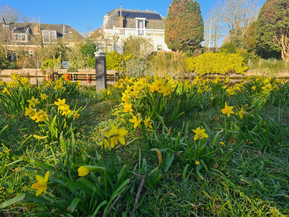 Little yellow flowers by a canal.