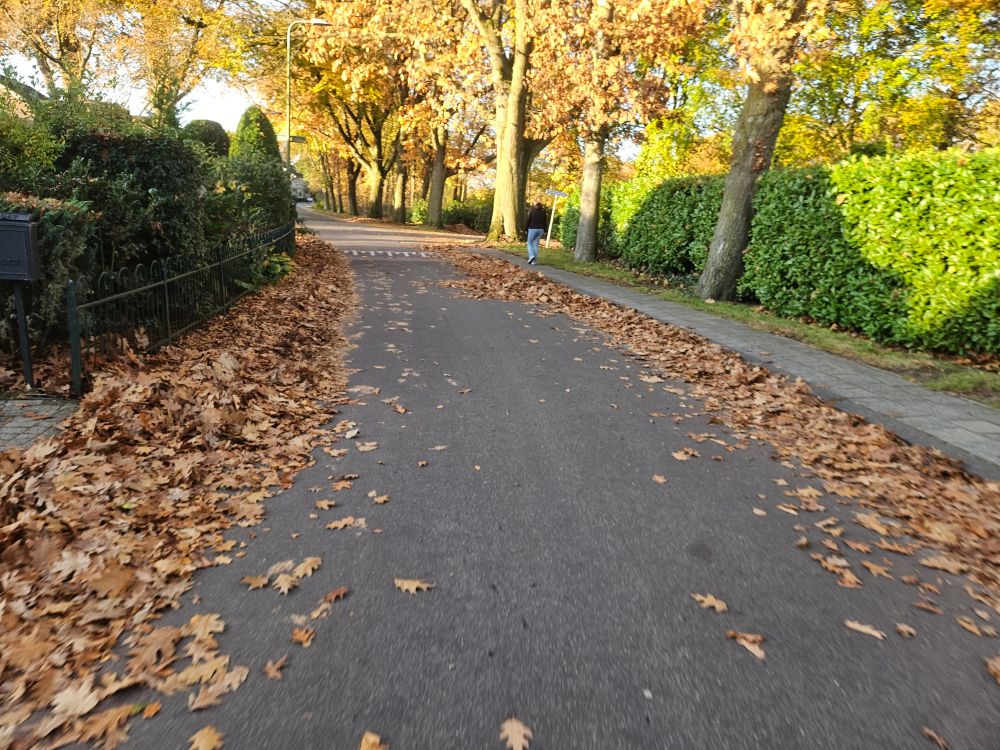 Staar die smaller is geworden door al het herfstblad dat aan de zijkanten ligt. De zon schijnt op de bladeren die nog wel aan de bomen zitten