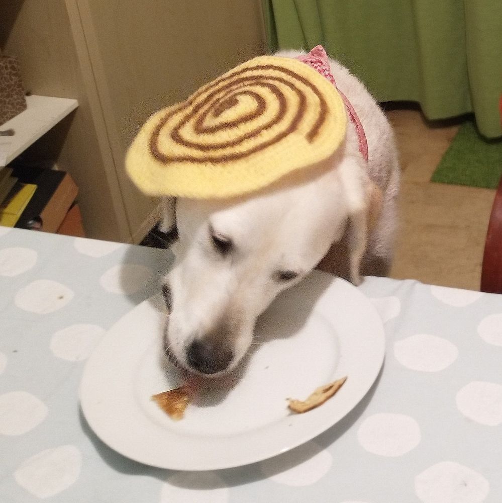 Blonde labrador met gehaakte 'pannenkoek' op zijn kop eet de laatste stukjes pannenkoek van een bord 