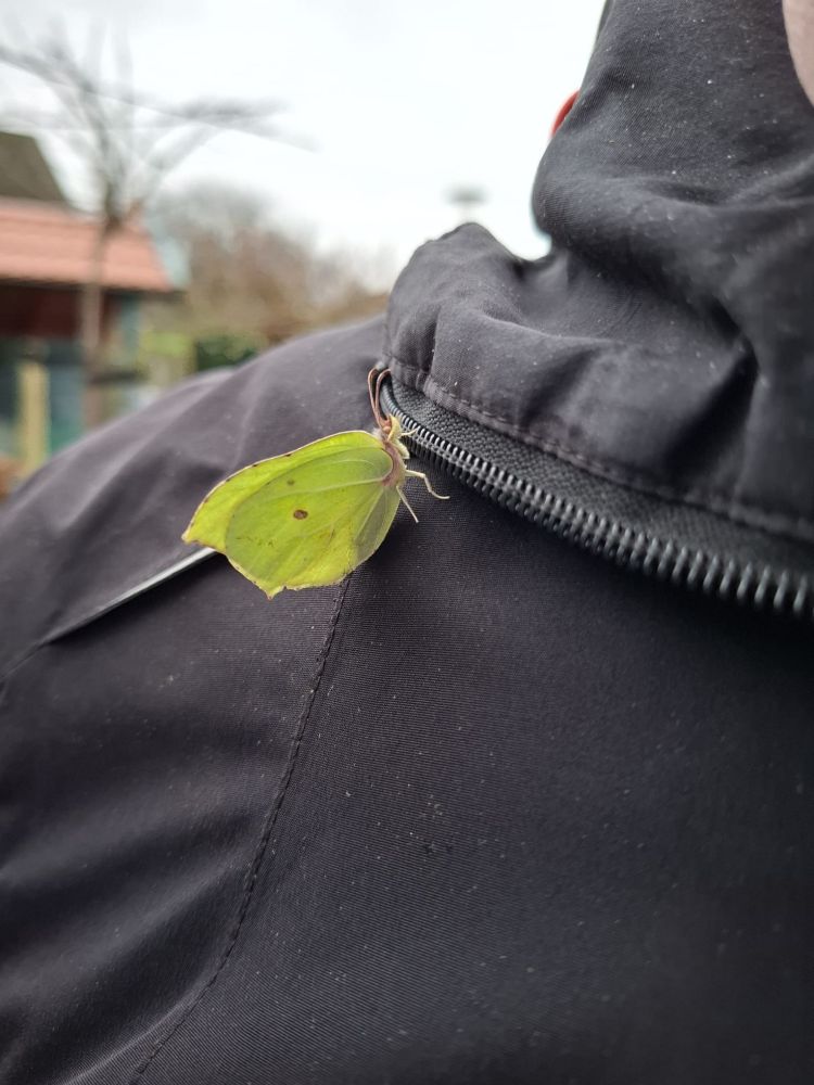 Vlinder met vleugels die eruitzien als groene blaadjes zit op een zwarte jas