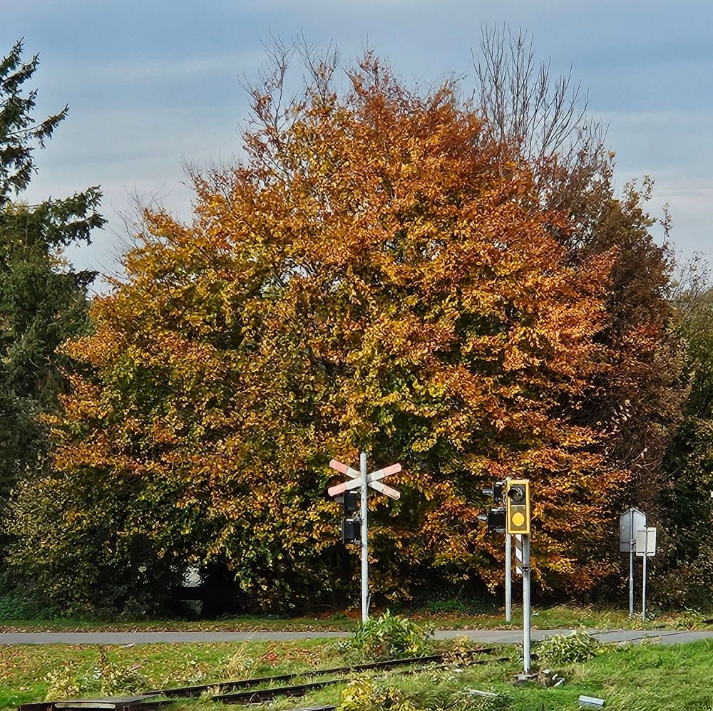 Boom in herfsttinten bij een spoorwegovergang met sein en andreaskruis