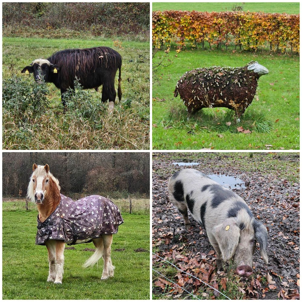Beestenboelcollage: buffel (met blonde kuif en horens), kunstschaap, blondbruin paard met charmant dekje, gevlekt varken