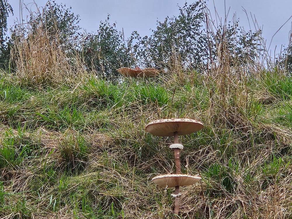 Grote 'stamtafel' paddenstoelen op een talud van onder gezien
