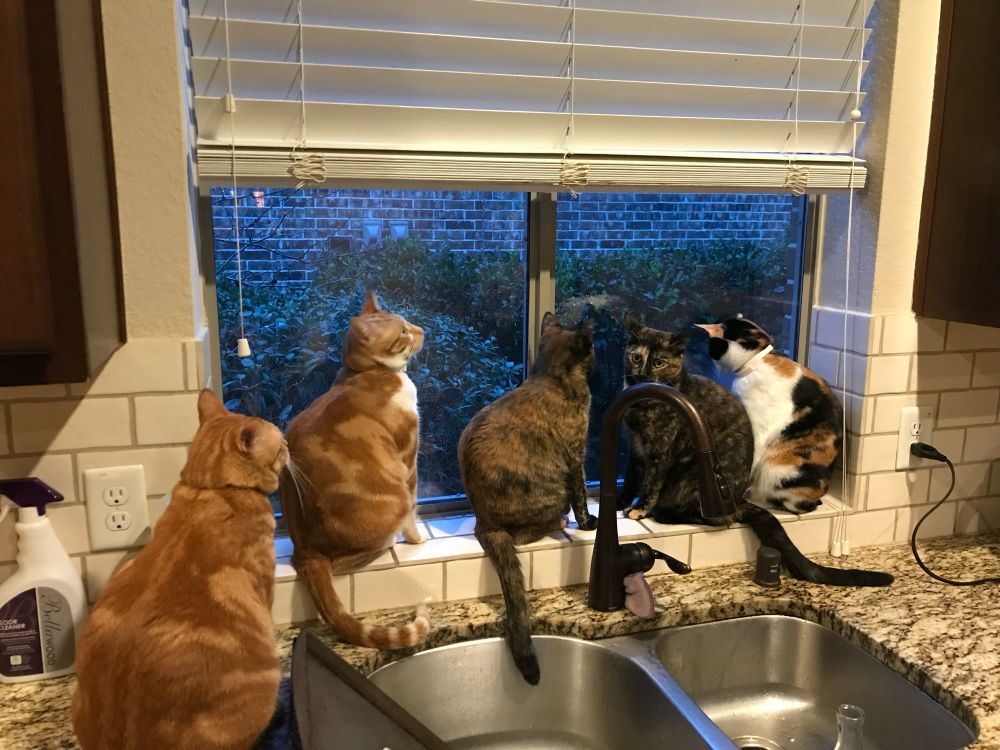 Five cats on kitchen window ledge looking out