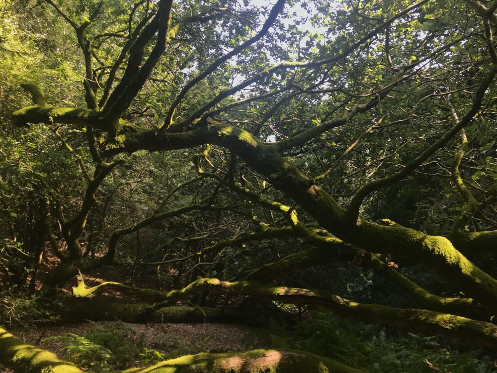 a thriving ecosystem of moss-covered trees fallen, decaying, beautiful.