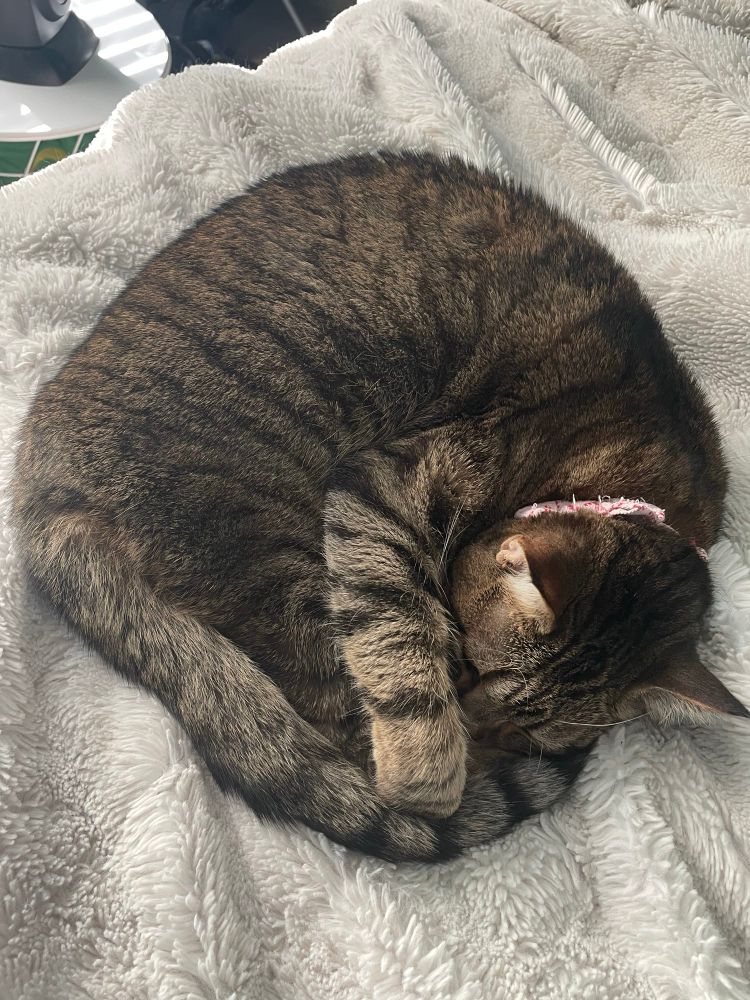 a tabby cat laying on a white blanket, paw over her face, very circular