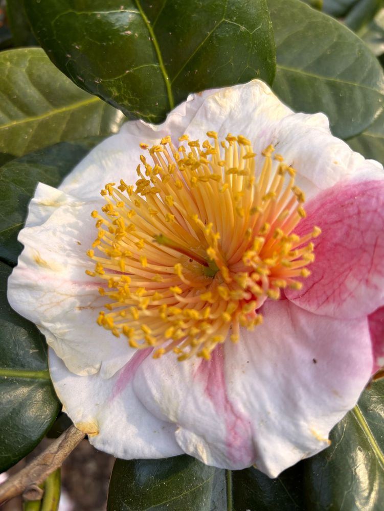 Kamilien-Blüte: Innen gelbe Stempel außen sind die Blütenblätter zartrosa