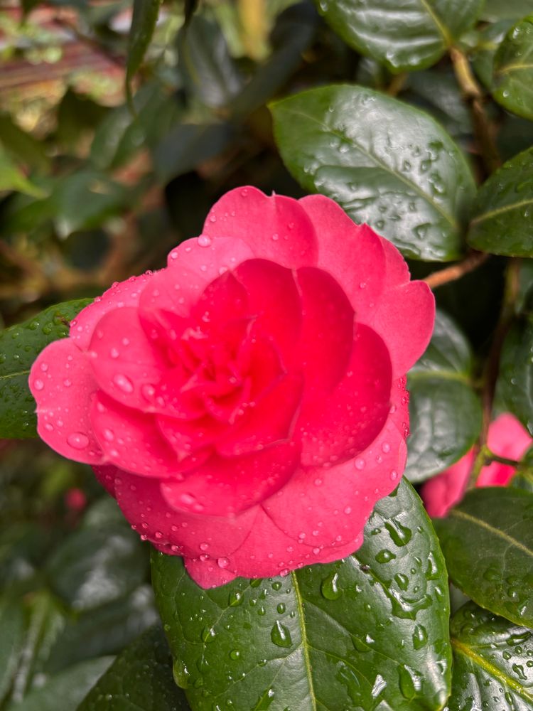 Eine rote Kamelien-Blüte