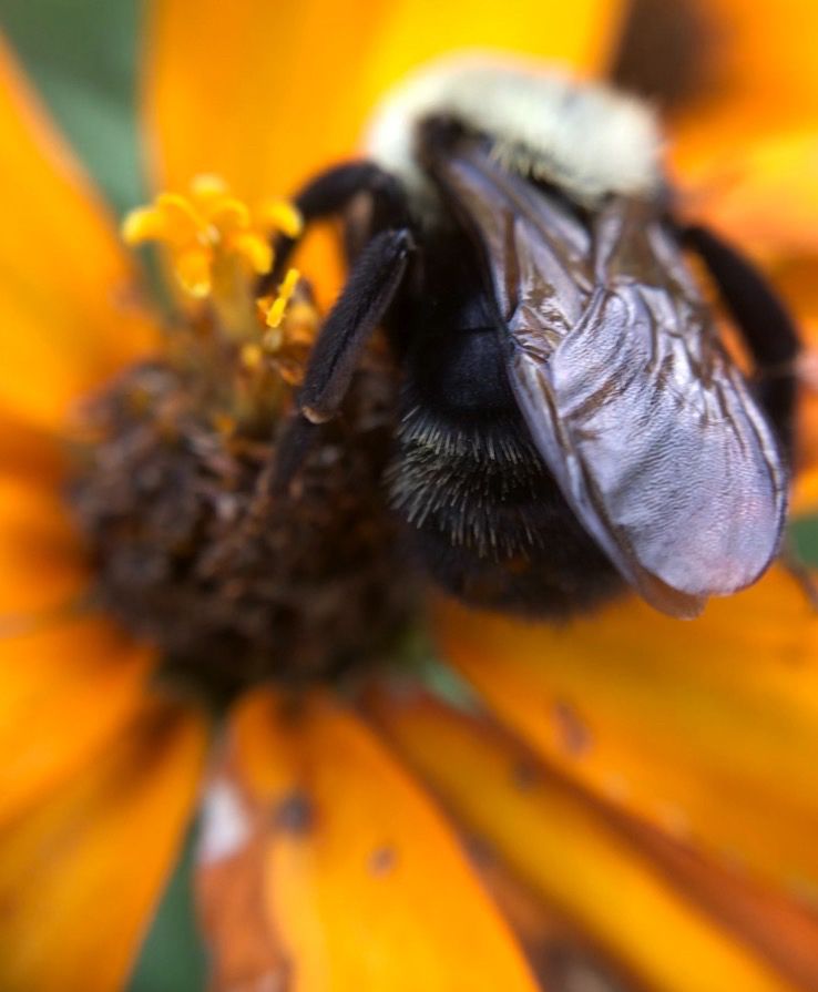 A bee on a dying daisy.