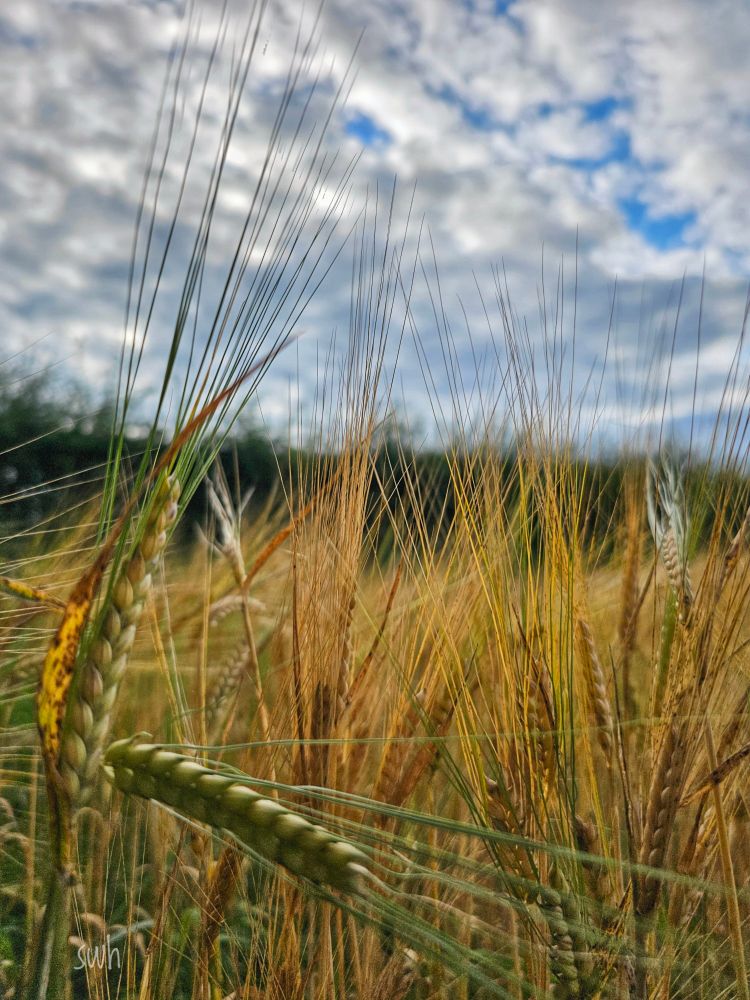 A cloud dappled sky seen through the ripening seed heads of a crop of barley.