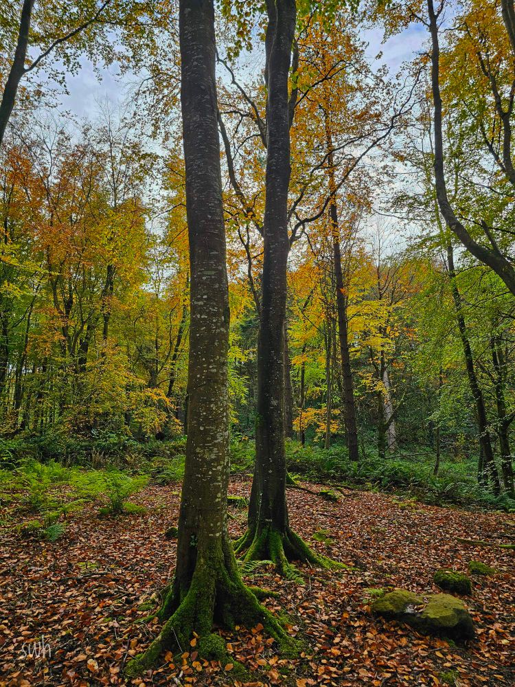 Two tree trunks in the foreground, surrounded by fallen leaves. The trees in the background are mostly showing their autumn colours.
