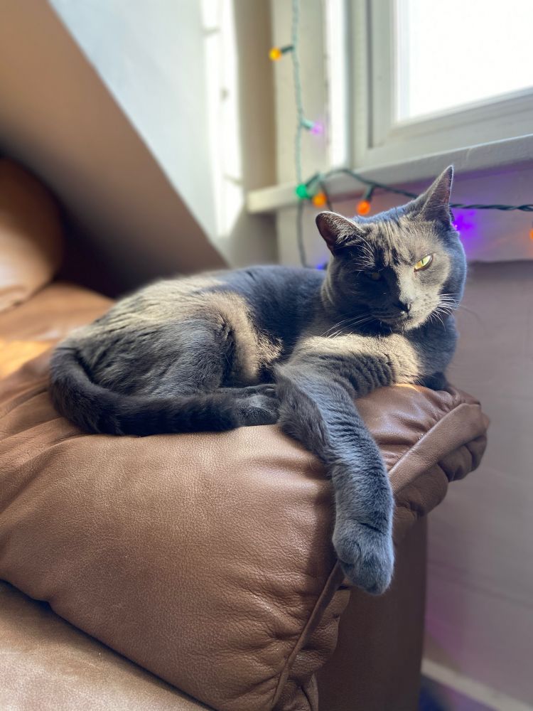 an all grey cat sitting on the arm of the couch with the sunlight shining on their fur