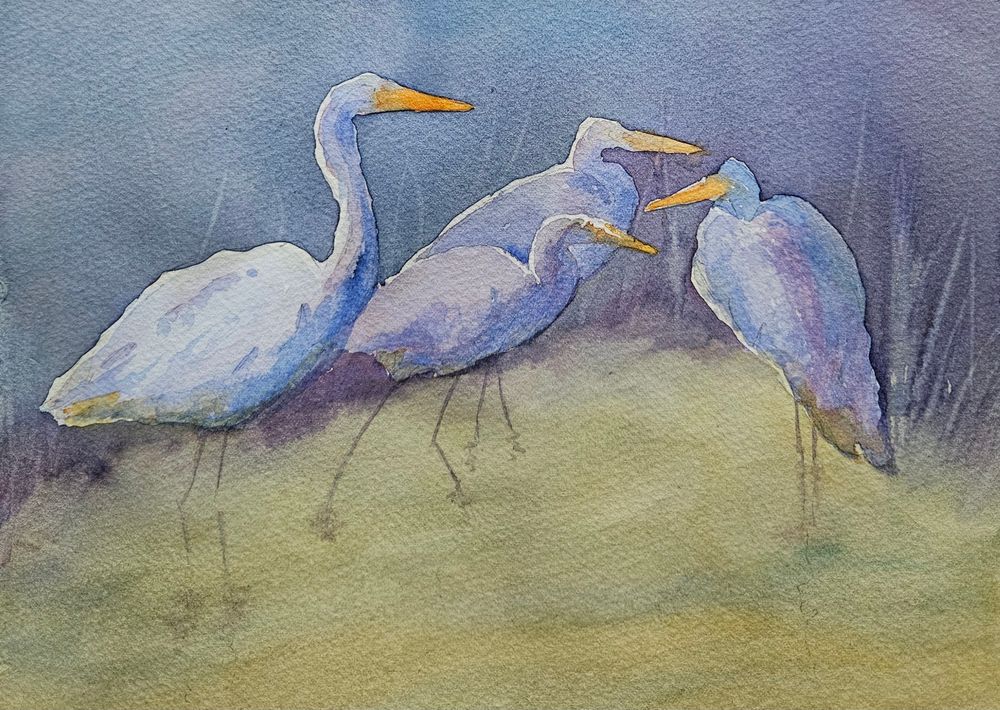 An unfinished watercolour painting by SandraWoods.art, of 4 egrets (large water birds) at dusk