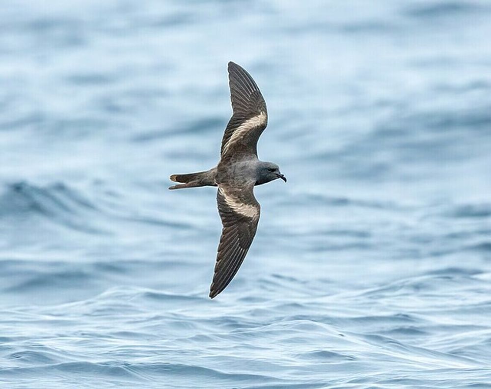 Markham's_storm_petrel