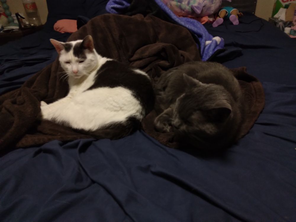 Two cats, one black-and-white, one gray, curled next to each other on a brown blanket over a blue bedspread.