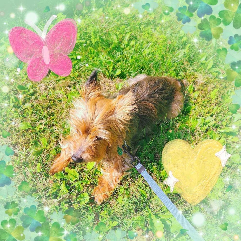 A photograph of a Yorkshire Terrier, resting on grass. A shimmering filter surrounds him with sparkling hearts.