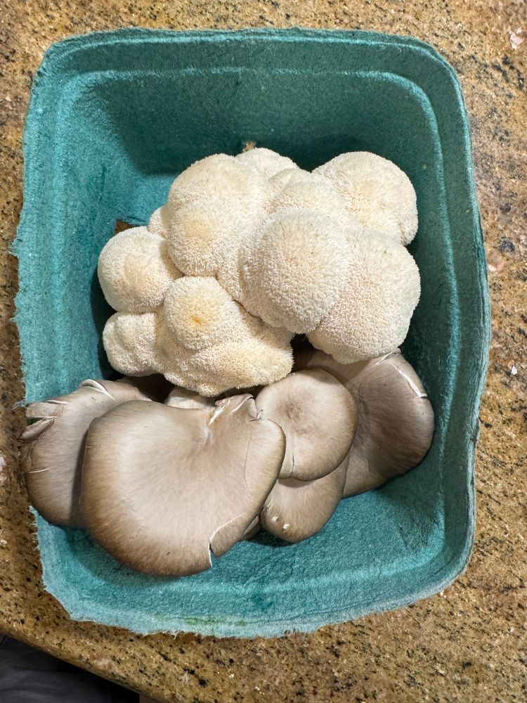 Lions mane and oyster mushrooms.