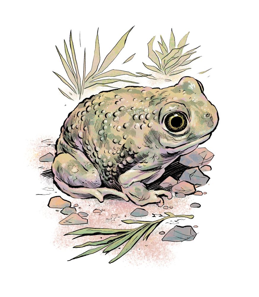 Illustration of a cute little round toad