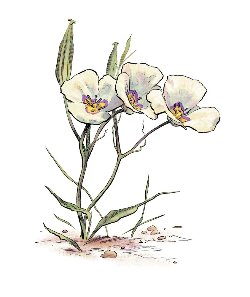 Illustration of smokey mariposa lily, white flowers with purple-rimmed yellow centers