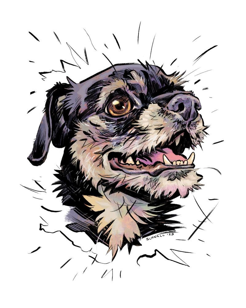 Portrait of a scruffy little black and beige dog