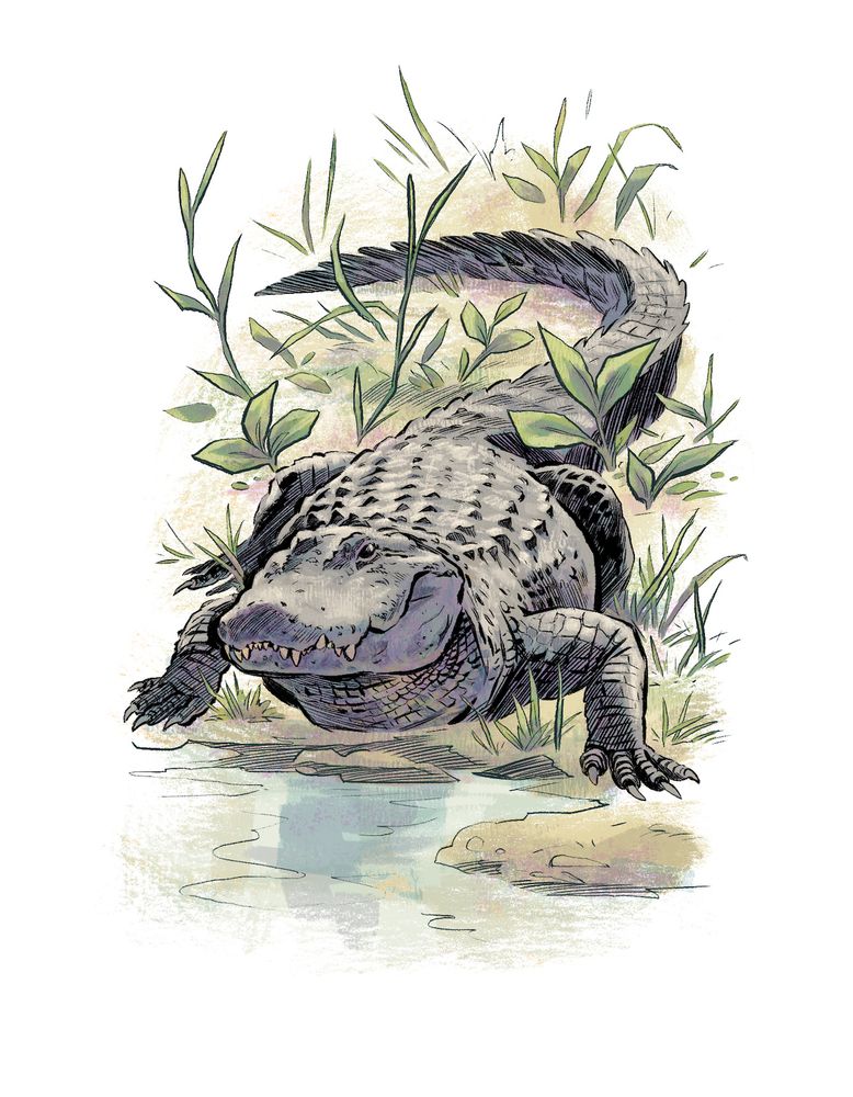 Illustration of a big ol alligator hanging out on the bank of a river surrounded by plants