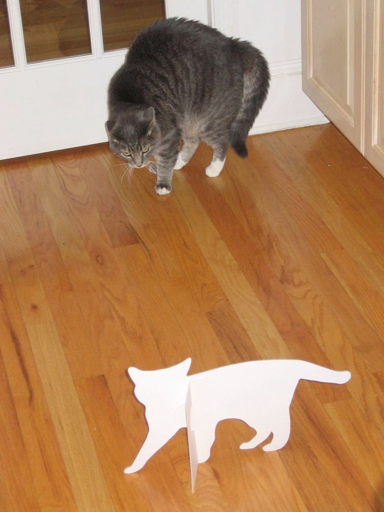 A puffed up cat with its back arched looking with intensity at a paper cut out of a cat