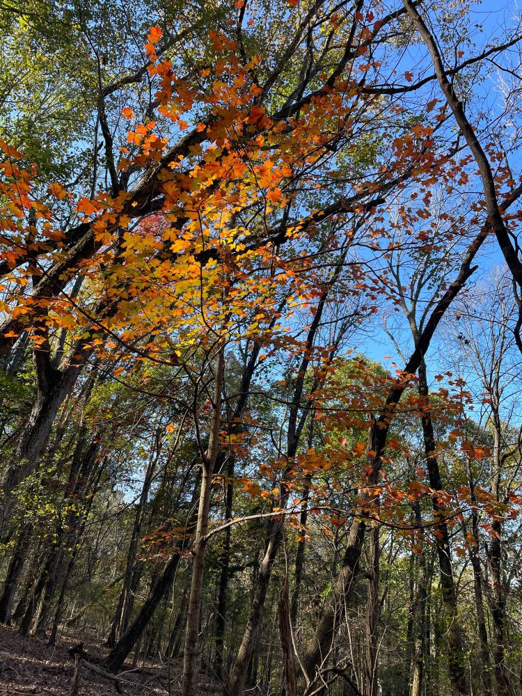 Flame orange and yellow leaves on a tree in the woods.
