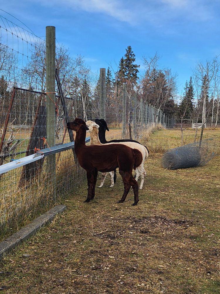 3 alpacas staring out of a fence, one is brown, one is light fawn, the other black. 