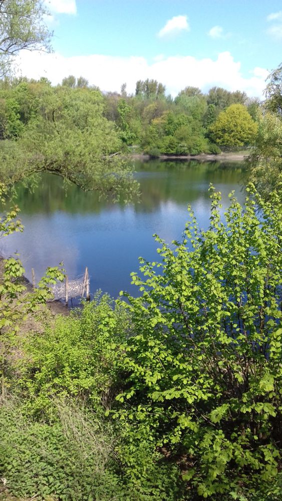 Ein rundum bewaldeter Teich.