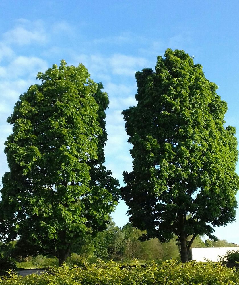 Zwillingsbäume
Blauer Himmel
Wenige Wolken