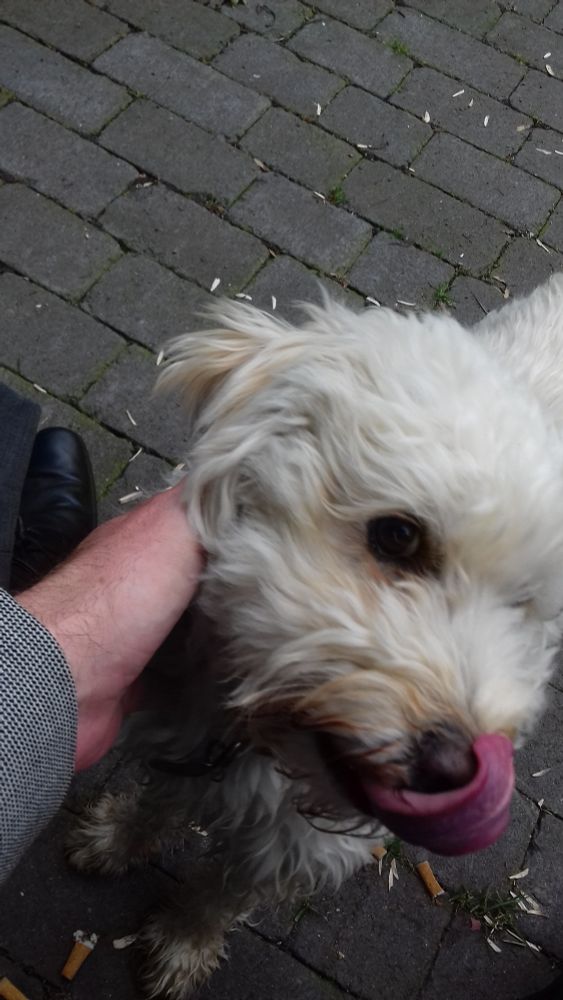 Ein kleiner weißer Terrier, der sich oft in der Arbeitspause streicheln ließ.