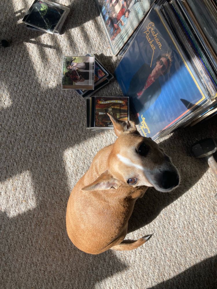 Small dog sits next to stacks of records and CDs 