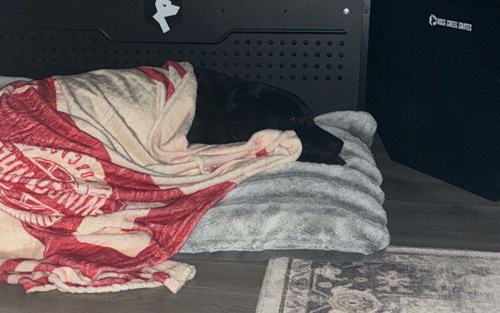 Black lab laying on grey pillow, eyes open. He is draped in commemorative winged wheel podcast blanket, which is cream and red with WWP logo