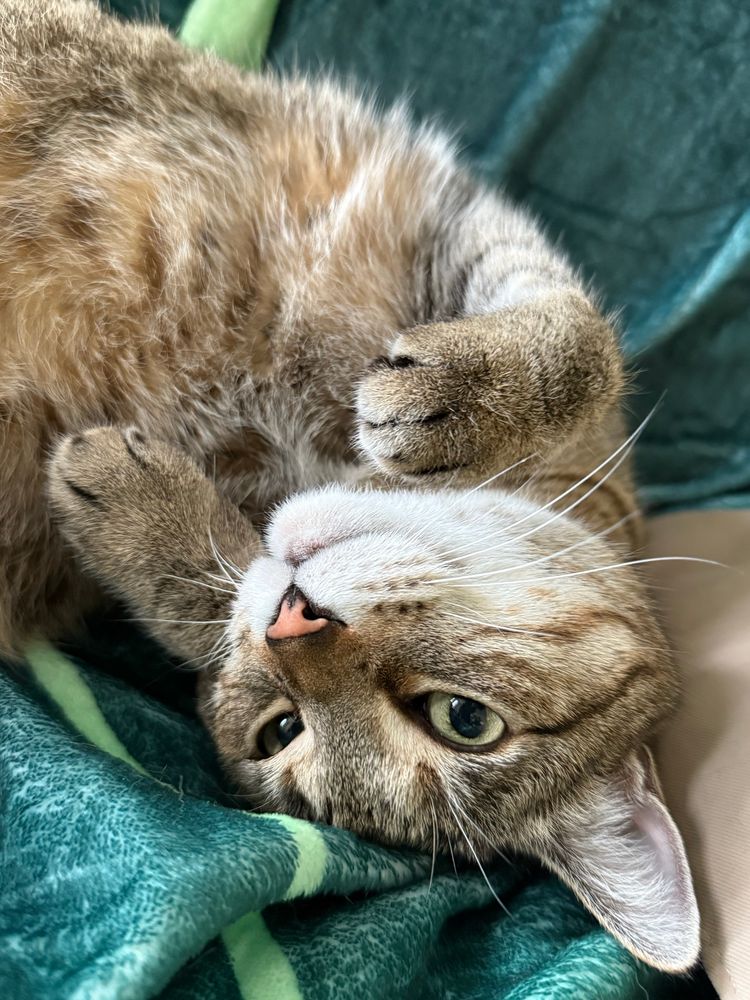A picture of a grayish brown cat, who is upside down