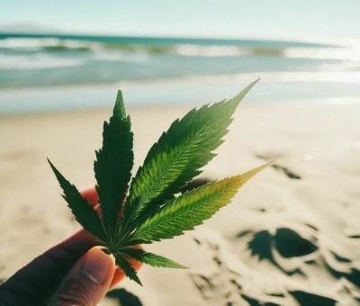 A hand holding a cannabis leaf at the beach with the ocean waves and sunlight in the background.