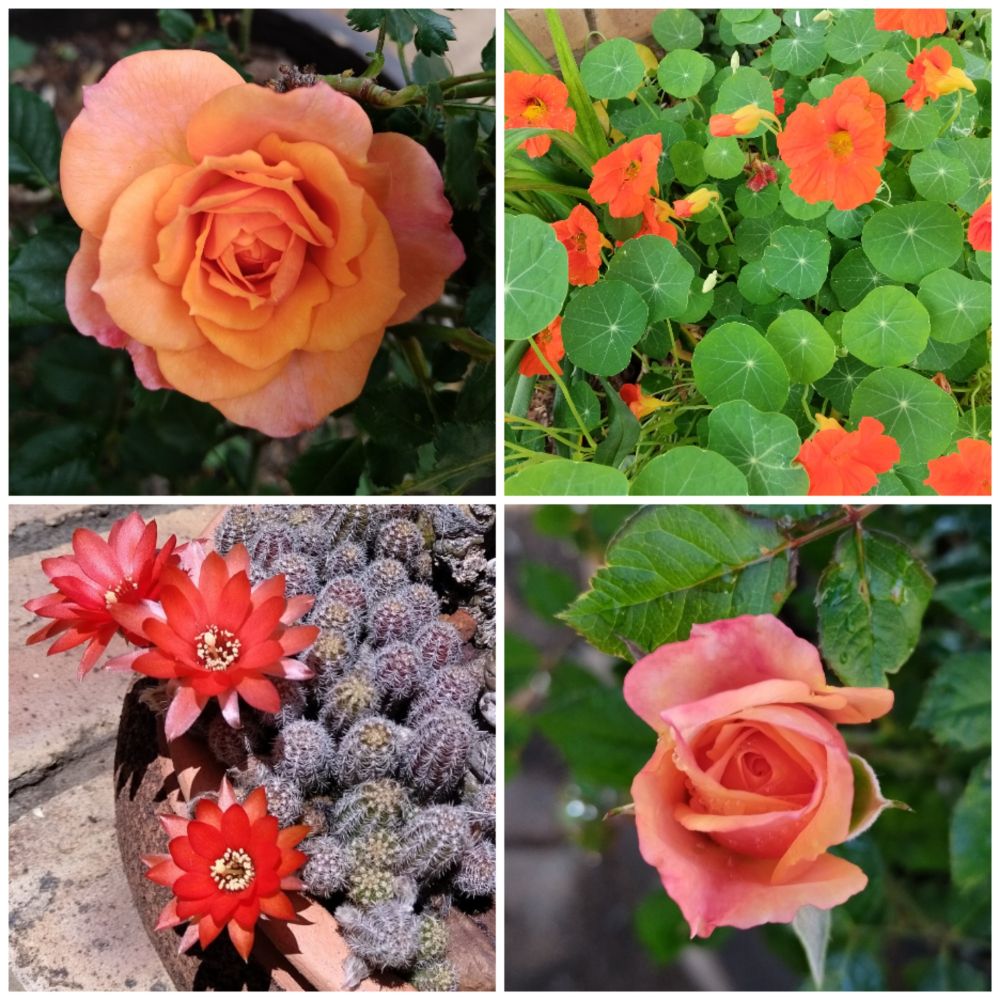 A photo collage of 2 orange roses, a flowering nasturtium, and 3 orange cactus flowers. 