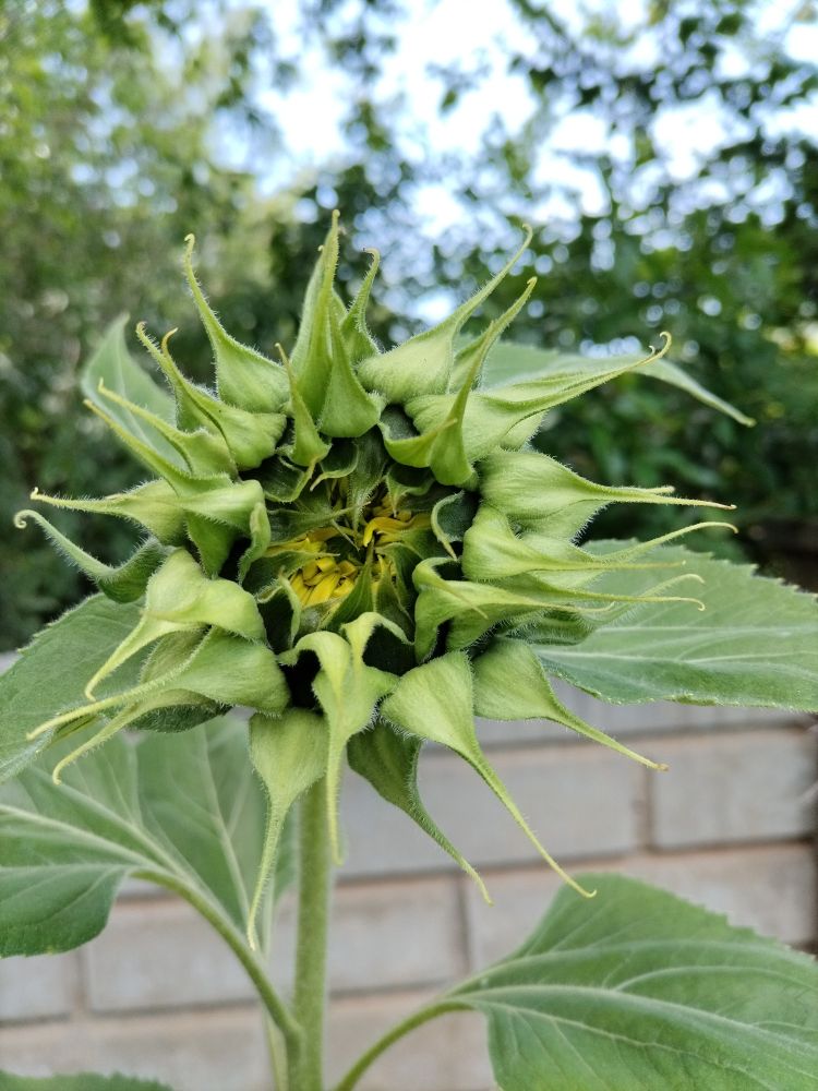 A sunflower beginning to open