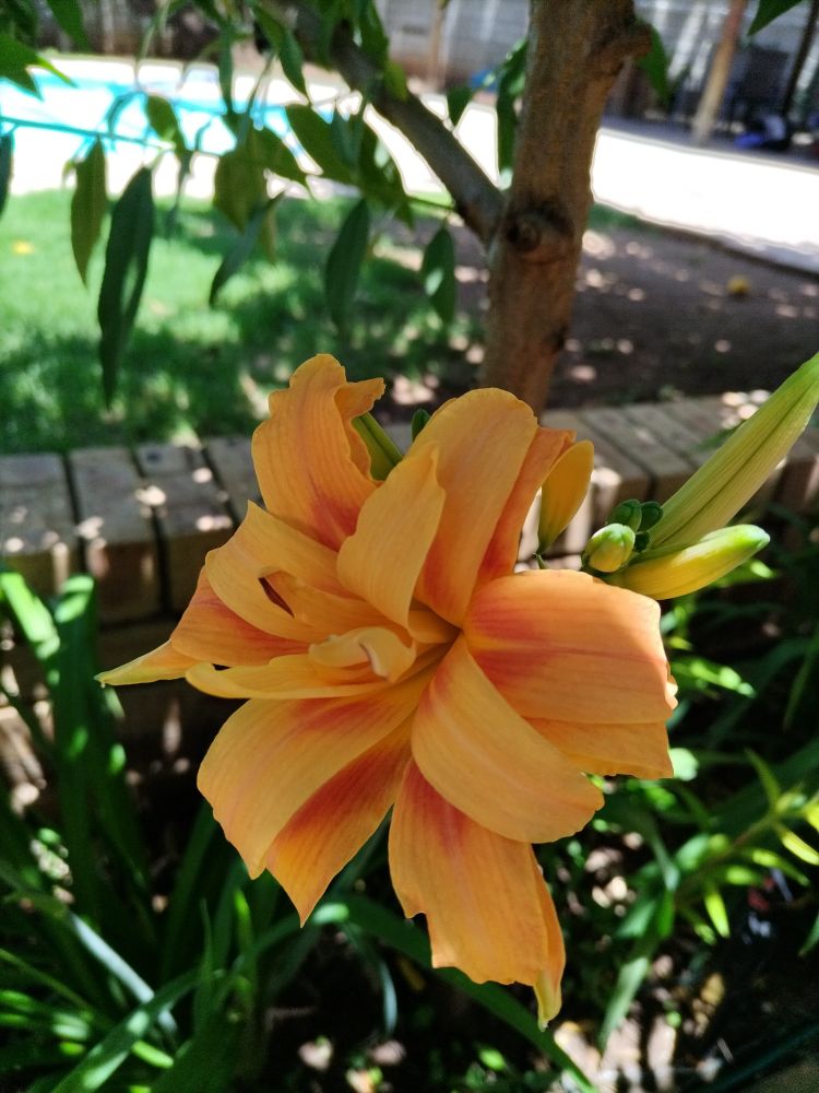 An orange lily flower