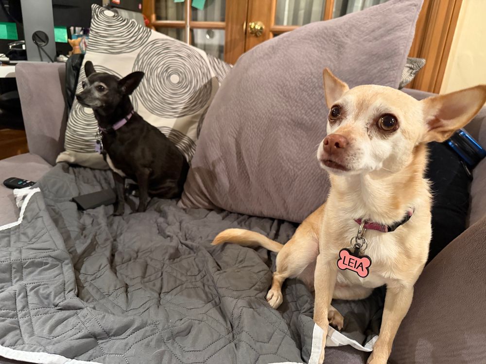 Two chihuahuas on a large chair