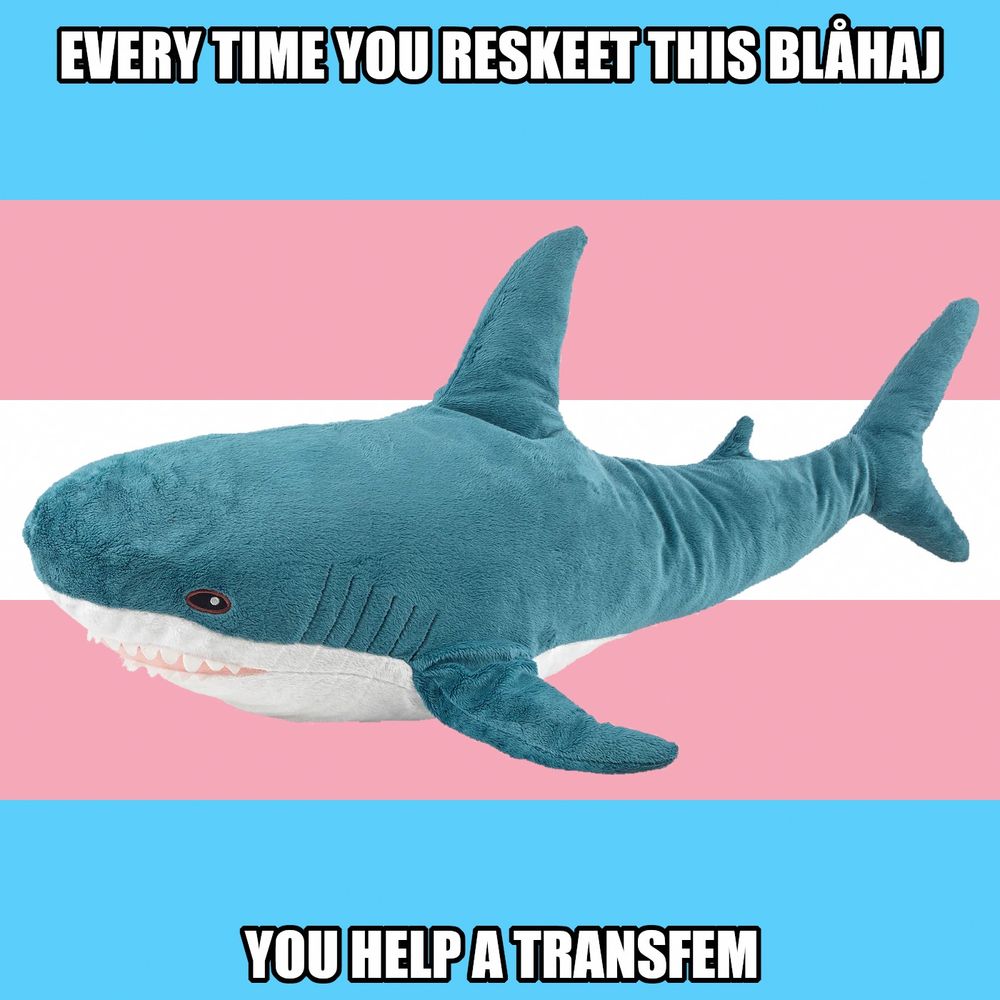 blåhaj in front of the trans flag with the text: everytime you reskeet this blåhaj you help a transfem