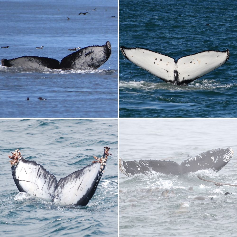 Whale Fluke examples: Top L: Black base with white patches in the middle of each fluke, Top R: White with black edging and black circular scars, Bottom L: Patchy white with black edges and barnacles on the tips, Bottom R: Dark grey with white circular scars on both sides and white tooth marks on the corner of the right fluke.